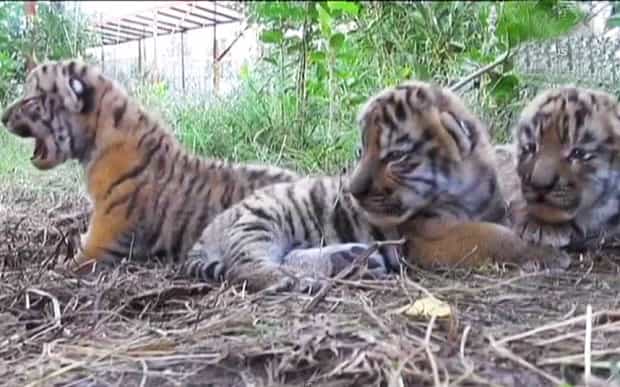 Pass the tissue – Meet these gorgeous sleepy newborn Siberian tiger triplets