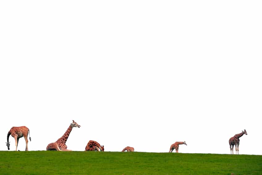 Fota Wildlife Park receives Autism-Friendly Accreditation from AsIAm
