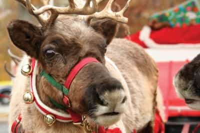 The Definitive Guide To 15 Of This Year’s BEST Santa Experiences