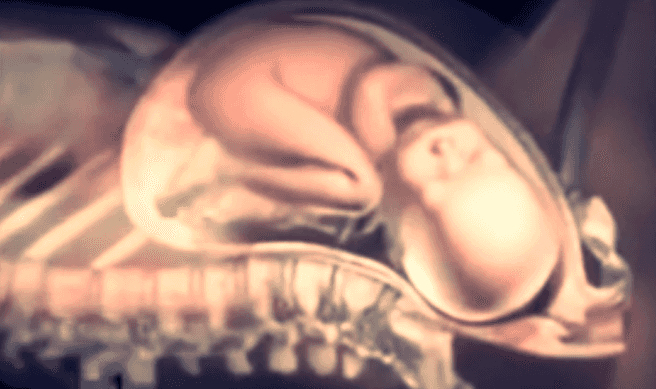Watch: Amazing 3D Video Shows What Childbirth Is Truly Like