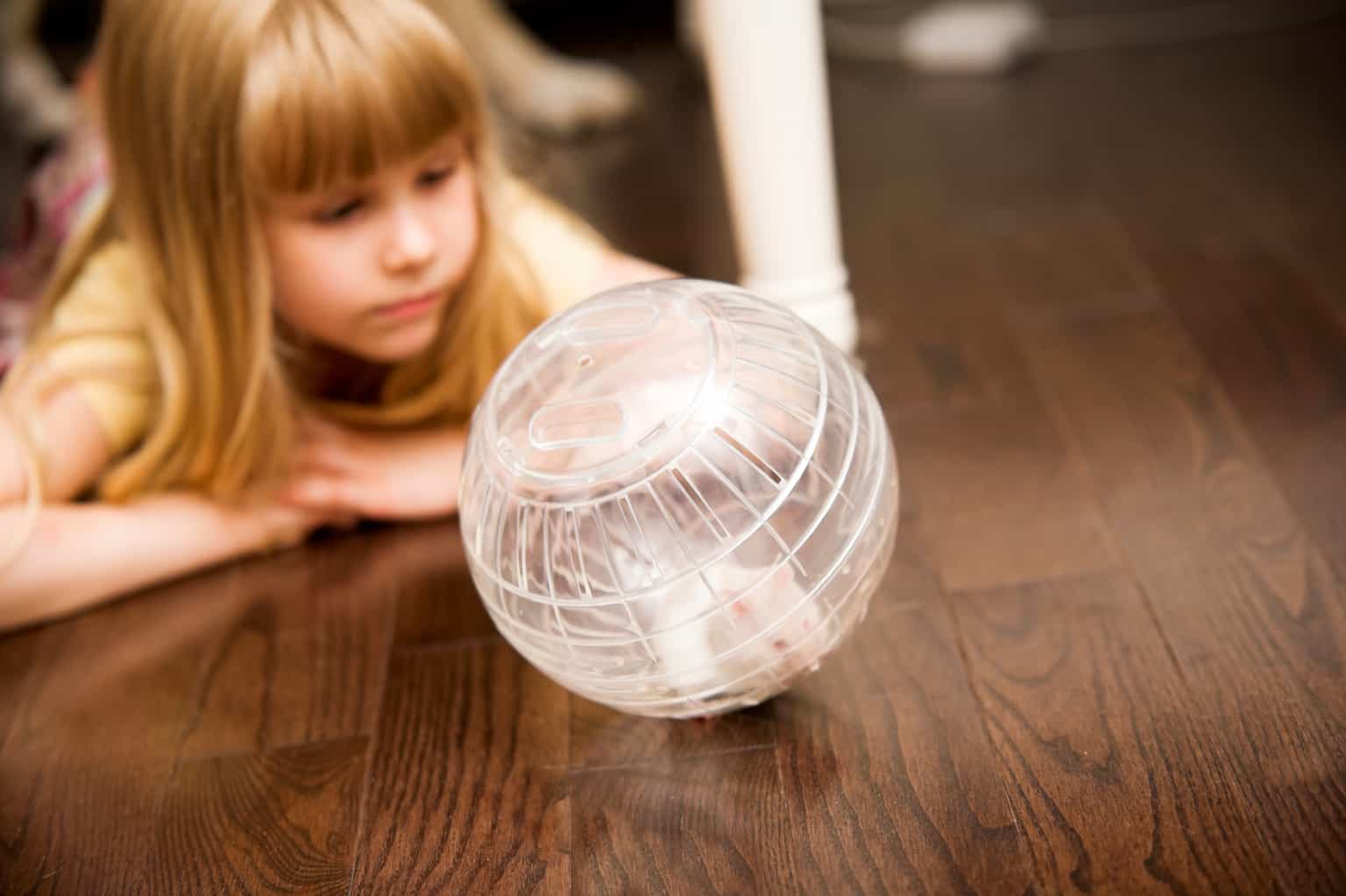 Aww… Little Girl Buys Her Big Brother a Hamster and His Reaction Is Lovely!