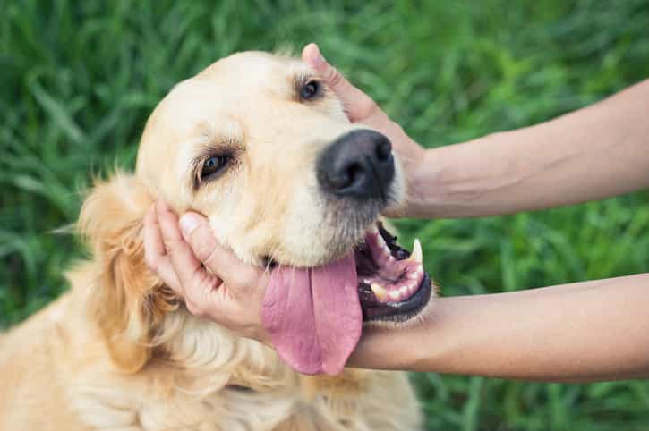 Dogs obey women more than they do men… but why?
