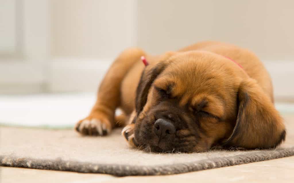 What our dogs dream about is probably the cutest thing you’ll read today