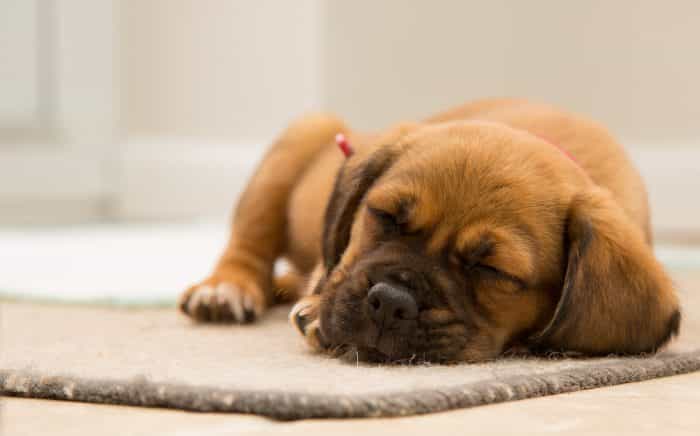What our dogs dream about is probably the cutest thing you’ll read today