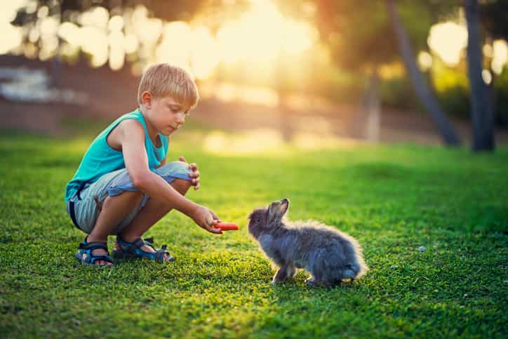 Bunnies are for life, not just for Easter