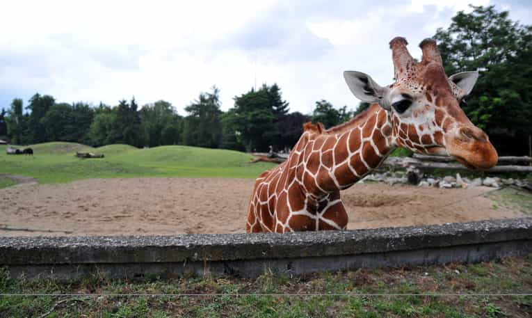 Award-winning filmmaker Carlos Carvalho has died after being attacked by giraffe on set