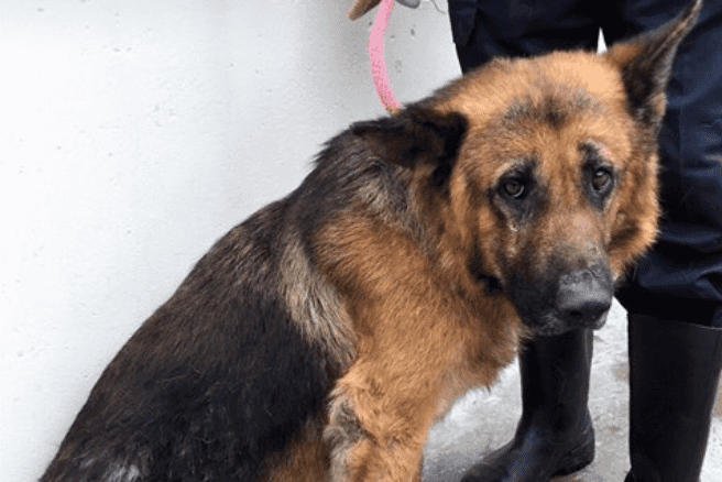 After months of neglect, DSPCA ask for help getting these two dogs back to health