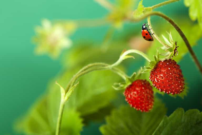Fota Wildlife need your help ‘on the look out for ladybirds’ this summer