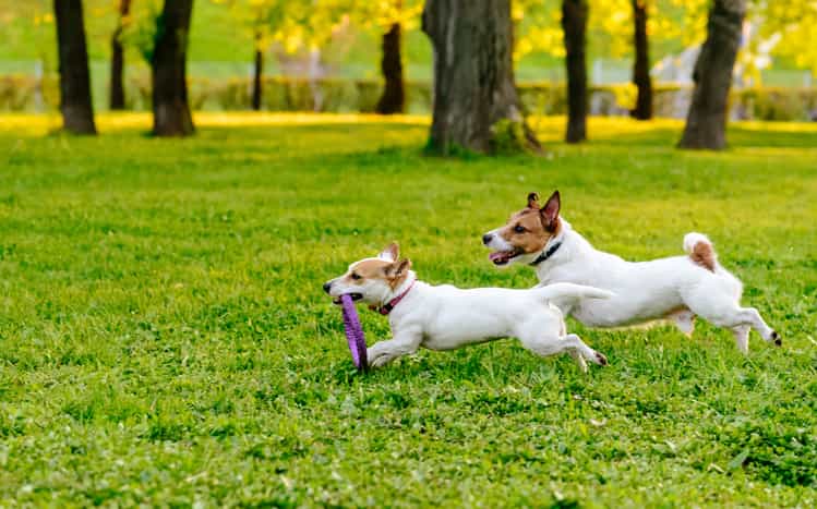 Mum asks for advice for when dogs come up to her kids in the park