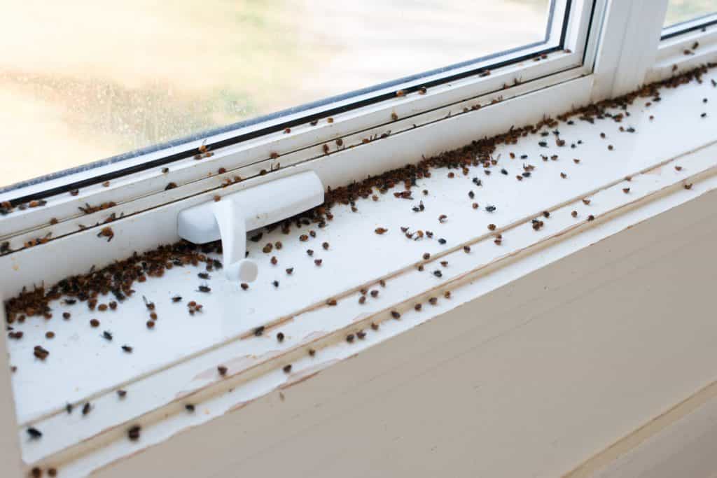 Fly infestations expected during hot weather but here’s how to keep them out