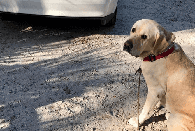 Woman locks herself out of her house and her dog saves the day