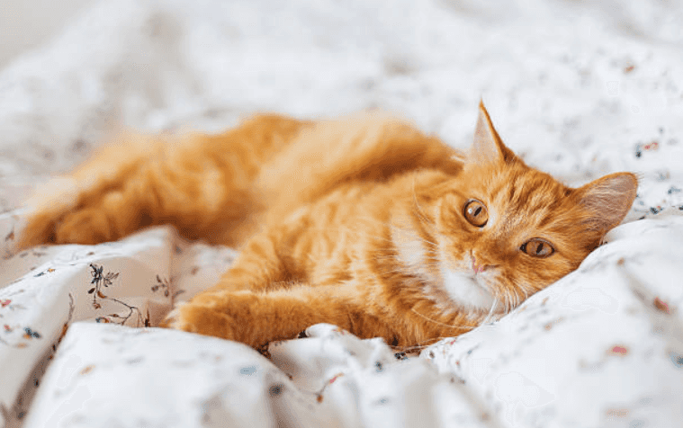 ISPCA need help in finding 44 cats and kittens forever homes