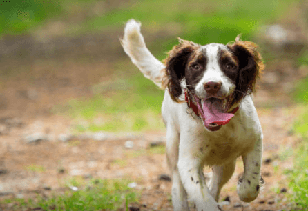 Photo warns against walking your dog when the ground is too hot