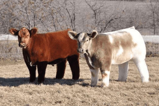 Blow dried cows are just too cute for us to handle