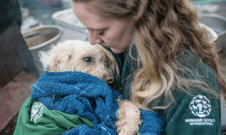 Hundreds of dogs have been rescued from a meat farm in South Korea Hundreds of dogs have been rescued from a meat farm in South Korea