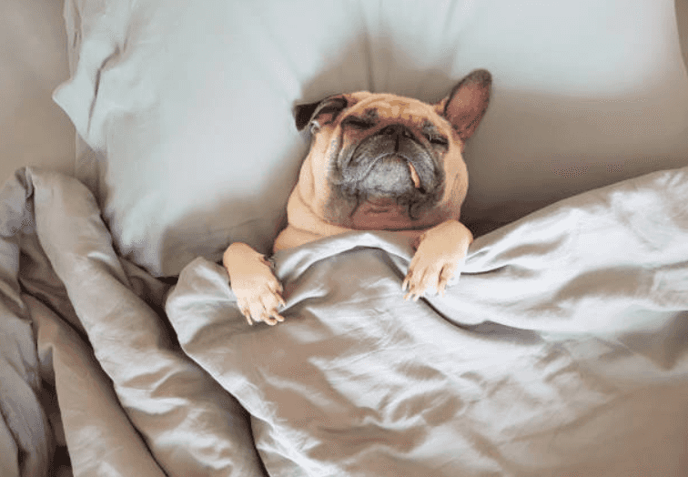 There’s a new mini staircase to make it easier for your dog to hop up on the bed