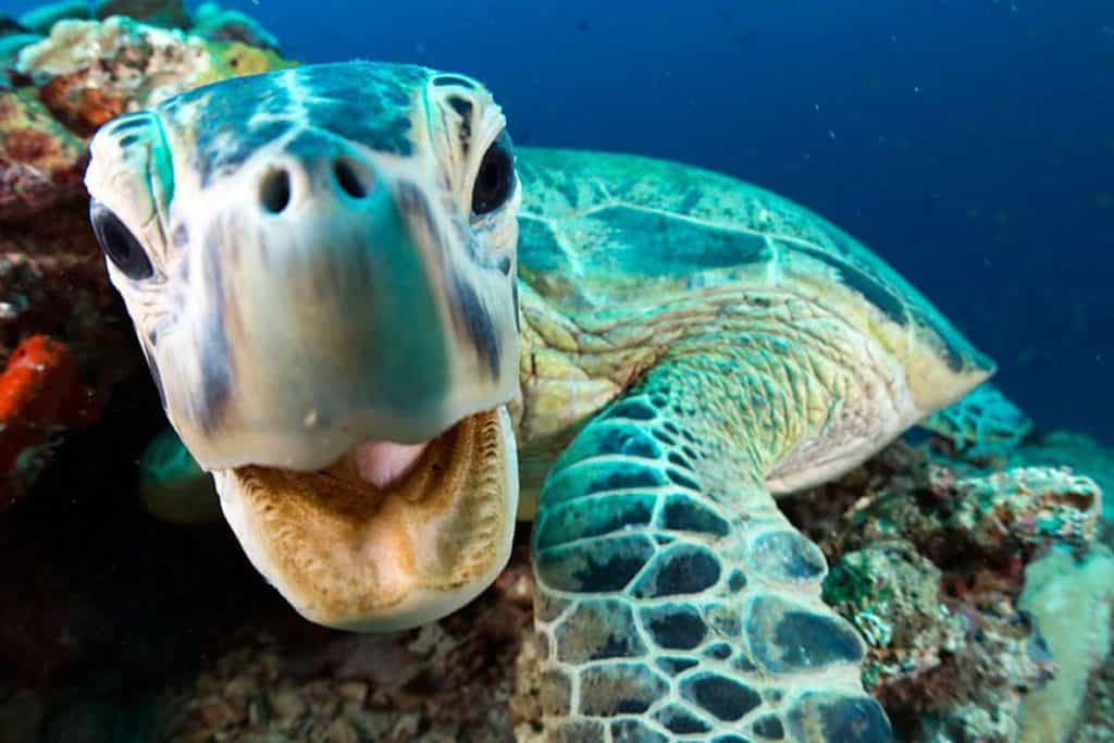 The trailer for Blue Planet Live looks to be one of the best ones yet