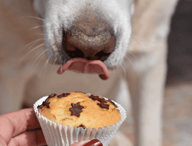 Dogs Trust warn about leaving chocolate lying around this Easter