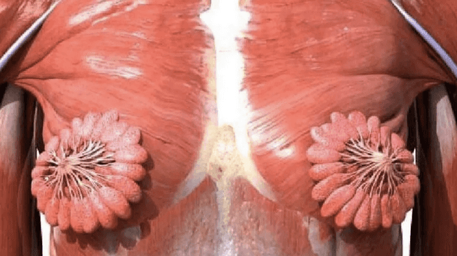 This photo of what women’s milk ducts actually look like just went viral