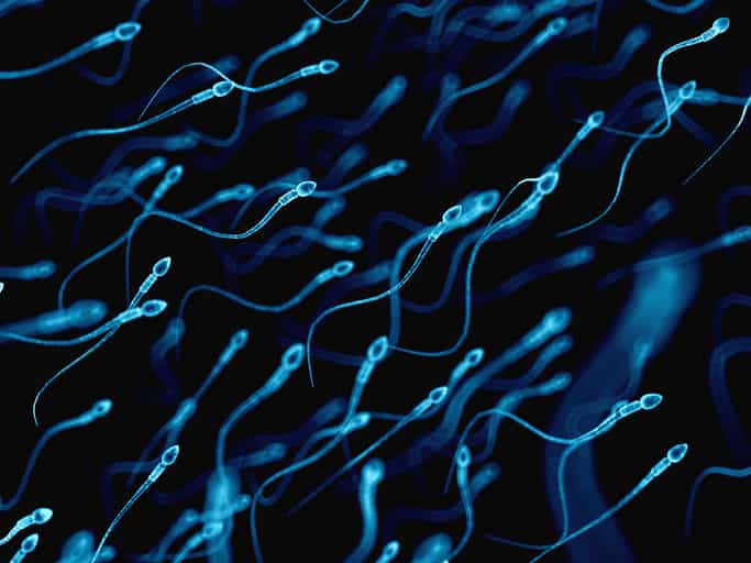 Study claims ingesting semen could reduce chance of recurrent miscarriages