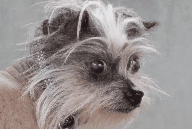 People won’t adopt this dog because she’s ‘ugly’, and we’re bawling