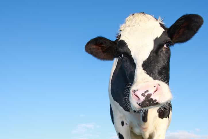 Tell us your favourite Dairylea snack for a chance to WIN a €1000 One4all voucher