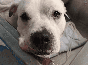 Vets warning after dog almost dies of heatstroke while taking a walk in Glasgow park