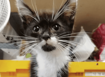 Abandoned kitten with radical nerve paralysis rescued in Kildare