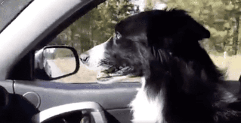 Woman quits her job and spends 57 days searching for her missing dog