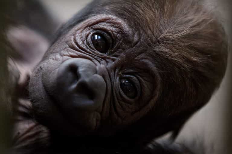 Adorable! There’s a new baby gorilla at Dublin Zoo
