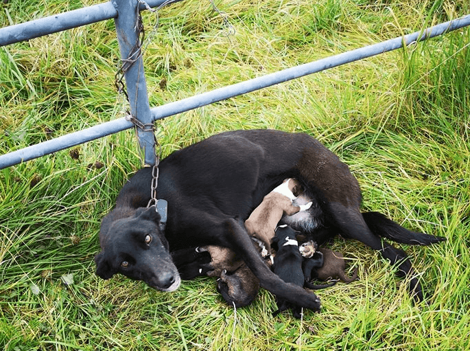 Dog found chained to gate while trying to nurse six puppies in Roscommon