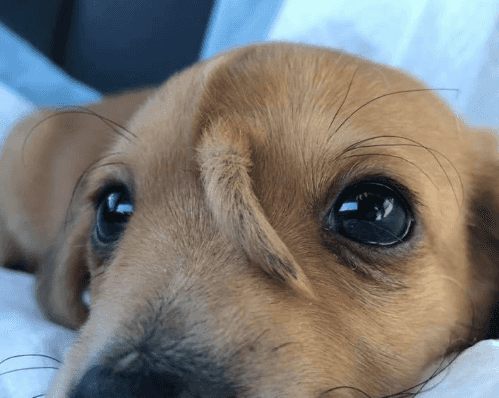 ‘Unicorn puppy’ with tail growing from his head is the most perfect little guy