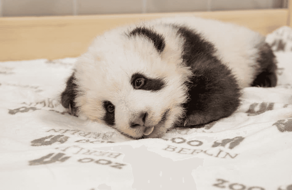 Berlin Zoo’s baby panda twins are three months old and they’re SO cute