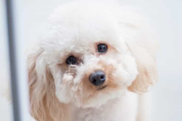 The most popular dog names of 2019 have been revealed