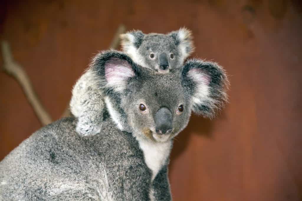 Australian wildlife park welcomes first baby koala following bushfires