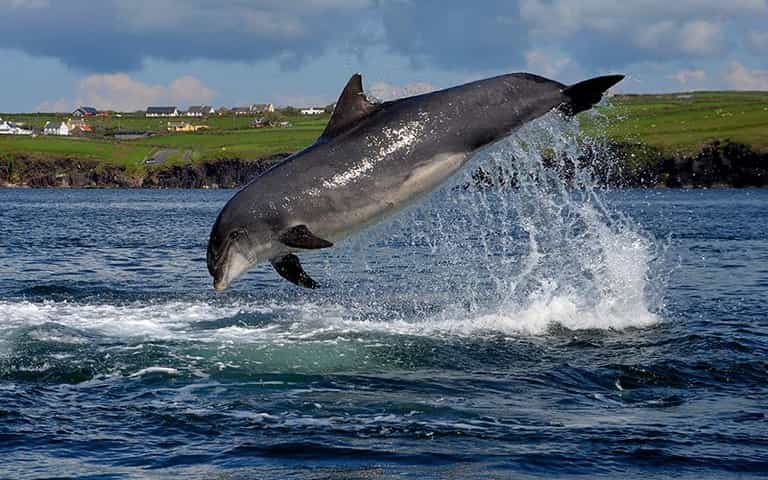 Kerry locals fear they may never see Fungie again