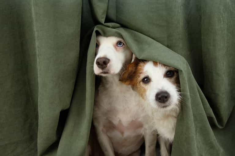 Animals and staff left “terrified” as fireworks fired near London animal hospital