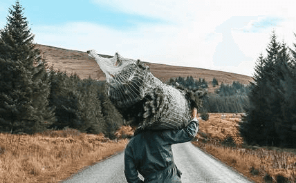 Avoca partners with Christmas tree start-up Pine & Co to offer exclusive tree delivery service