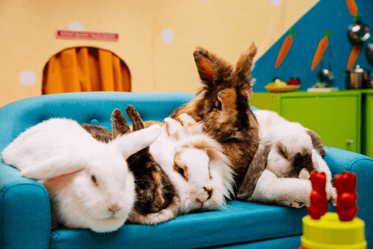 What’s up Doc? The world’s first rabbit reality show has just launched