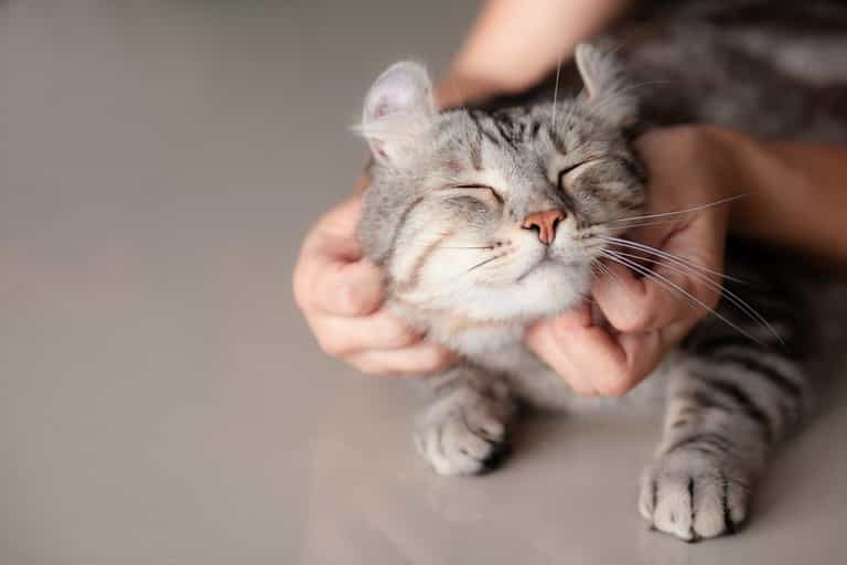 New study finds cats see their owners as parents