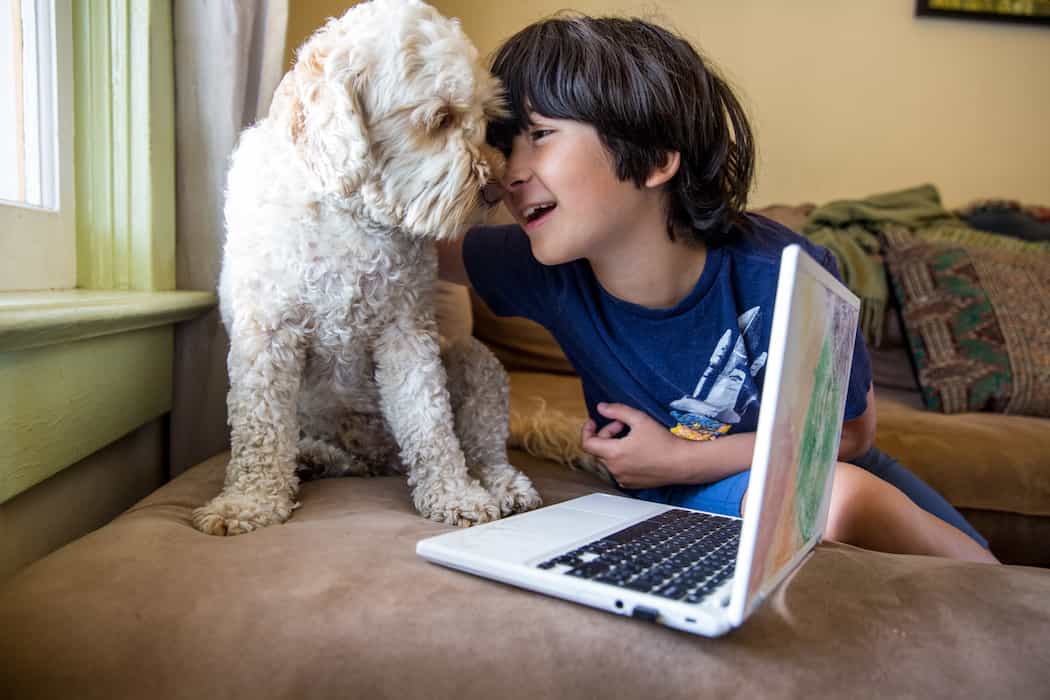 Cork school gets Ireland’s first classroom therapy dog to help ease pupils’ anxiety