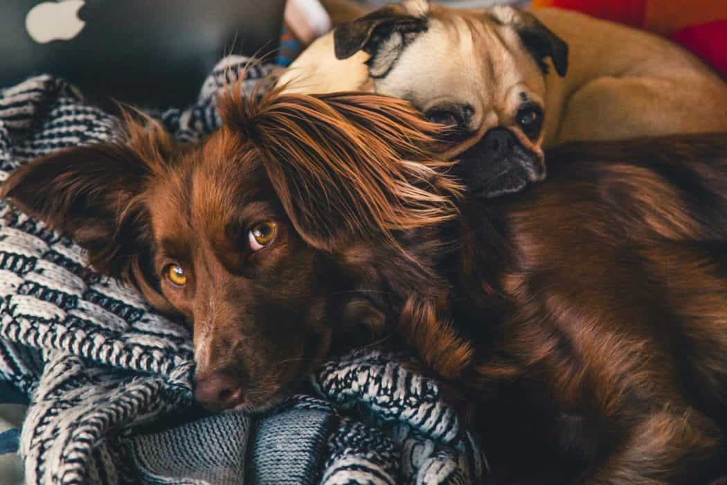 Dogs Trust shares advice if you are considering surrendering your dog