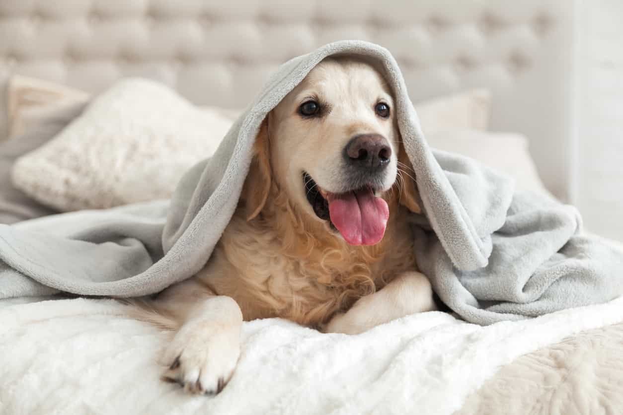 Ireland’s most popular dog names for 2021 have been revealed