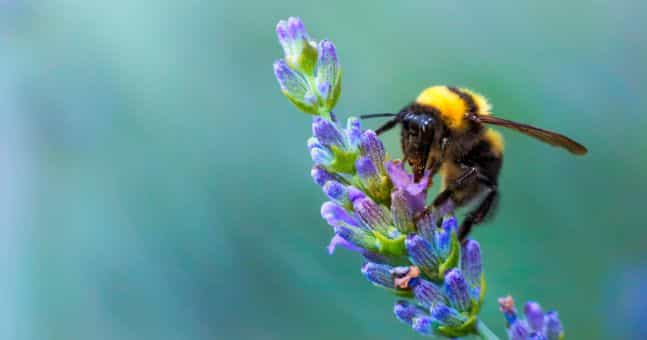 QUIZ: Consider yourself quite the eco-expert? Let’s put your Irish wildlife knowledge to the test!