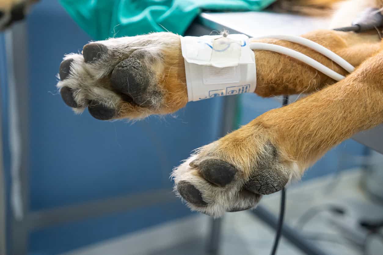 Gardaí investigating after “gruesome” discovery of decapitated dog in Dublin