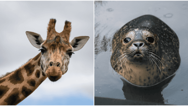 6 exciting wildlife experiences for families to visit in Ireland this summer