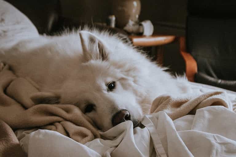 Bereaved pet owners should be offered compassionate leave