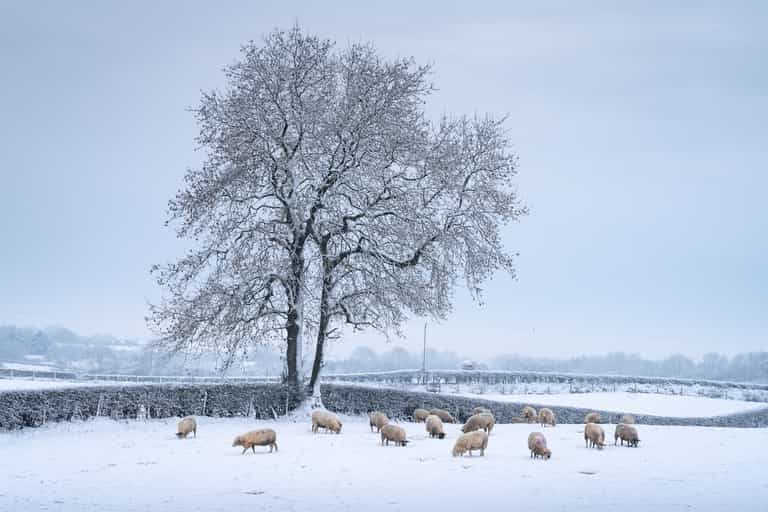 It doesn’t look like we’ll be getting a white Christmas this year