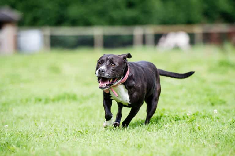21 school children injured after two dogs attacked their playground