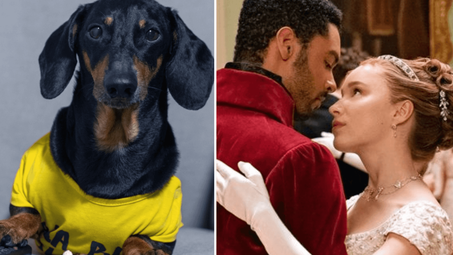 Watching Bridgerton can help your dog relax, according to science